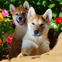 Shiba Inu