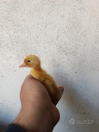Cucciolo di Paparella anatra