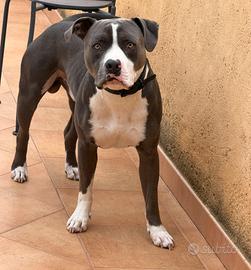 Disponibile per monta American Pitbull Terrier