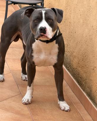 Disponibile per monta American Pitbull Terrier