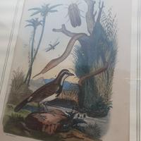 Due incisioni dell'800 fauna e flora