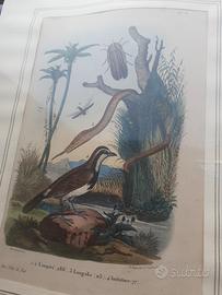 Due incisioni dell'800 fauna e flora