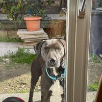 Passaggio Adozione cane