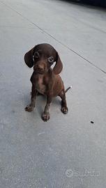 Cucciola di bracco