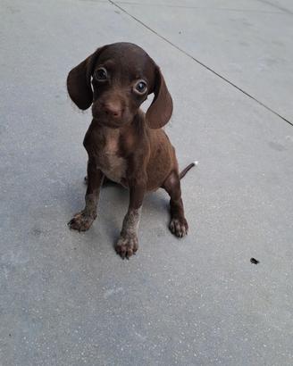 Cucciola di bracco