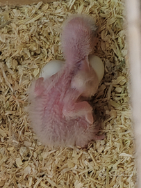 Pappagallo del Senegal