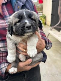 Cuccioli pastori del Caucaso