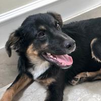 Argo cucciolo di incrocio 5 mesi