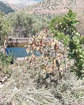Terreno in Contrada Giardinaccio