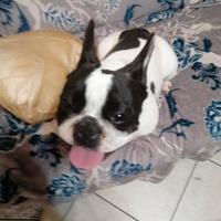 Femmina di bulldog francese