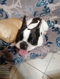 Femmina di bulldog francese