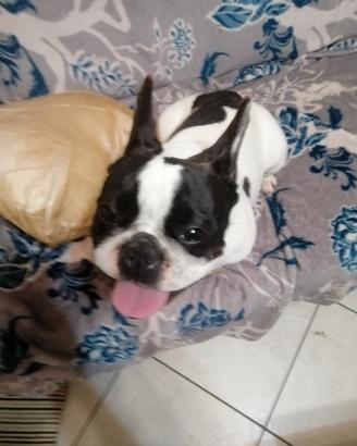 Femmina di bulldog francese