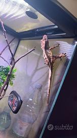 Geco ciliatus con terrario