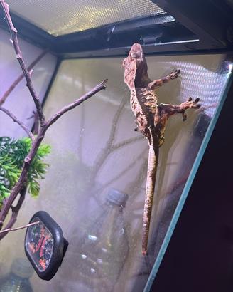 Geco ciliatus con terrario