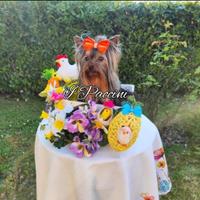 Mini Toy Yorkshire Terrier