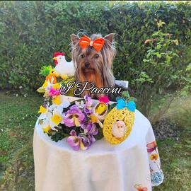 Mini Toy Yorkshire Terrier