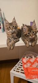 Cuccioli main coon