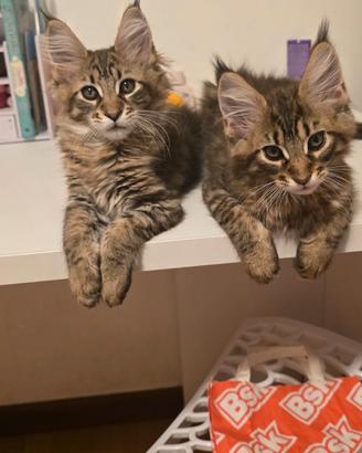Cuccioli main coon