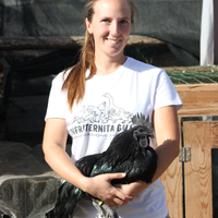 Coppia ayam cemani