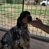 Cuccioli di setter inglese genetica eccellente