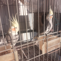 Pappagalli calopsite