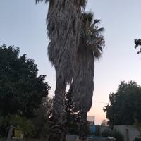 palme Washingtonia  