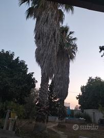 palme Washingtonia  