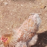 Uova galline ornamentali