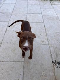 Pit Bull