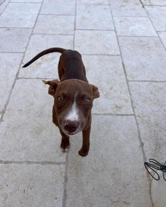 Pit Bull