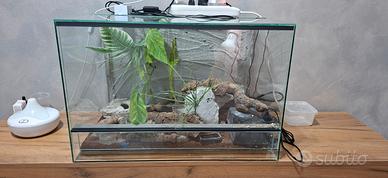Gieco Leopardino con teca