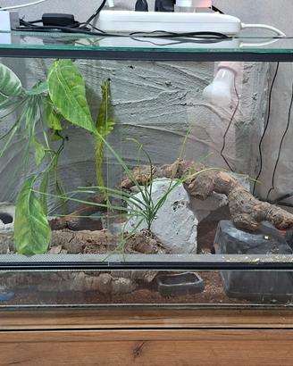 Gieco Leopardino con teca