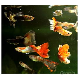 Poecilia reticulata guppy