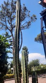 Cactus San Pedro 100 cm (1 metro)