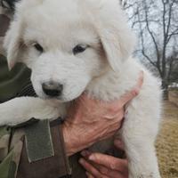 Alabai / Patou/Caucaze