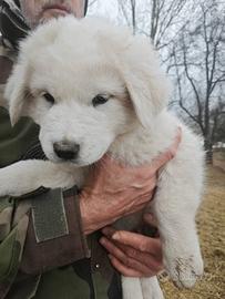 Alabai / Patou/Caucaze