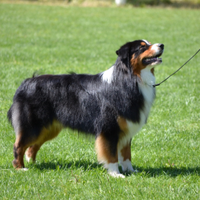 Australian Shepherd disponibile per monte