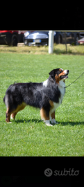 Australian Shepherd disponibile per monte