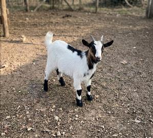 Capretto Tibetano