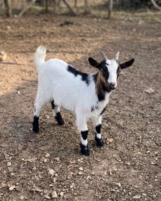 Capretto Tibetano