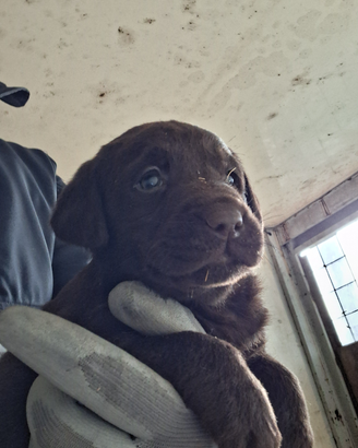 Labrador