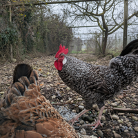 Gallo di cucca veneta