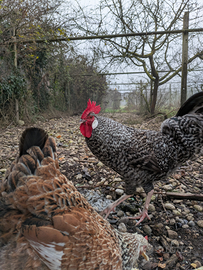 Gallo di cucca veneta