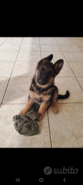 Cuccioli PASTORE TEDESCO