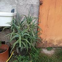 Aloe in vaso