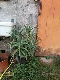 Aloe in vaso