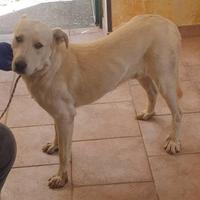 Kim simil labrador 2 anni in canile