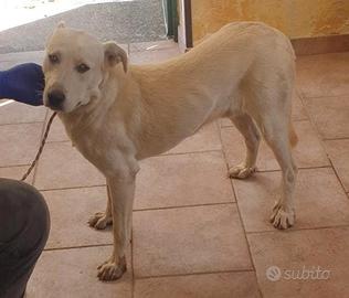 Kim simil labrador 2 anni in canile