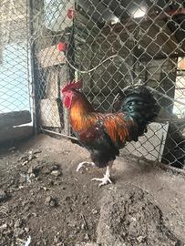 Galli Marans