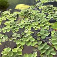 Salvinia cucullata pianta galleggiante con omaggio